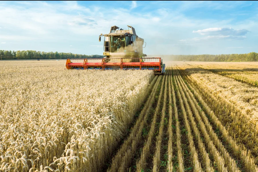 Bayer Accelerates Hybrid Wheat Program in Landmark Move for Global Crop Production