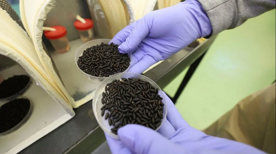 United States Invests $25 Million in New Sterile Fly Facility to Protect Agriculture from Livestock Pest