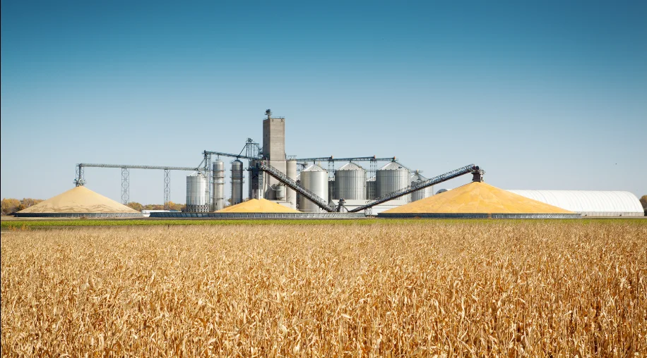 Global Grain Markets Stir as USDA Cuts Corn Yields and Warns of Heat-Damaged European Crops