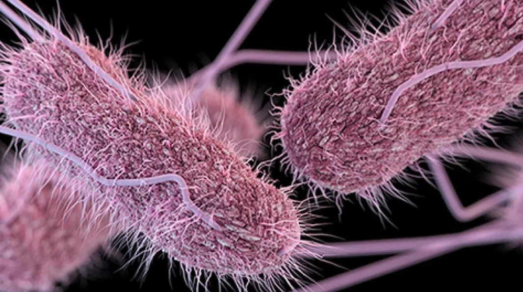 Jalapeño Trail Leads Investigators from 345 Salmonella Patients to a Mexican Farm