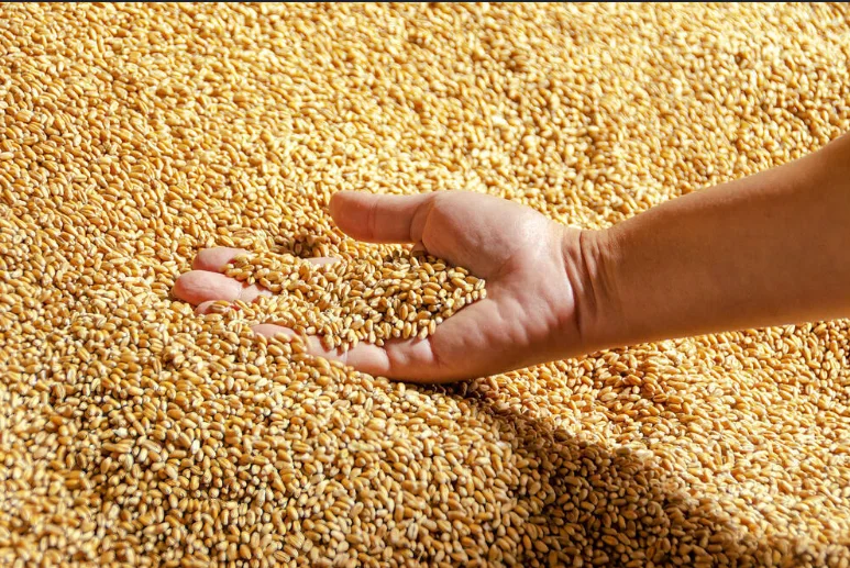 Kazakhstan Reports Stronger 2026 Grain Harvest as 3.2 Million Tonnes Already Collected