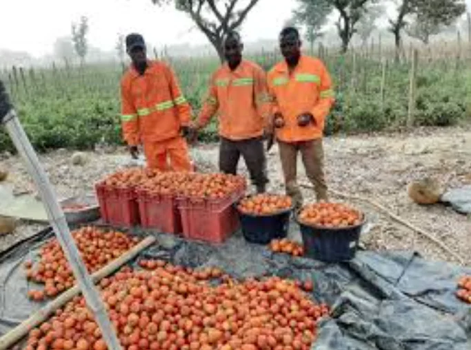 Ghana Moves to Revive Pwalugu Tomato Factory in Major Push to Cut Food Imports and Support Farmers