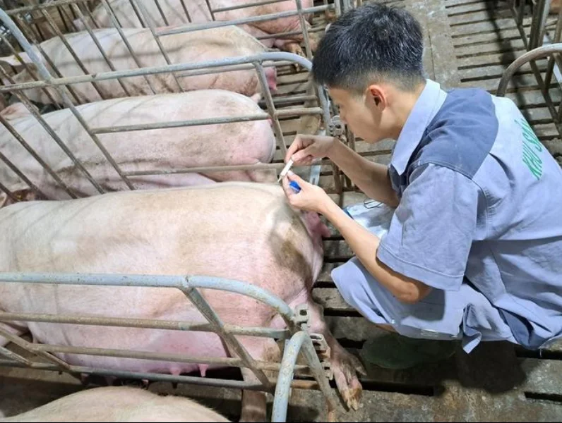 Asia-Pacific Countries Intensify Fight Against African Swine Fever to Protect Food Supplies